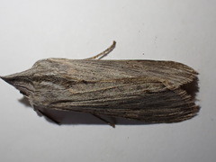 Cucullia chamomillae