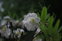 Rhododendron fortunei