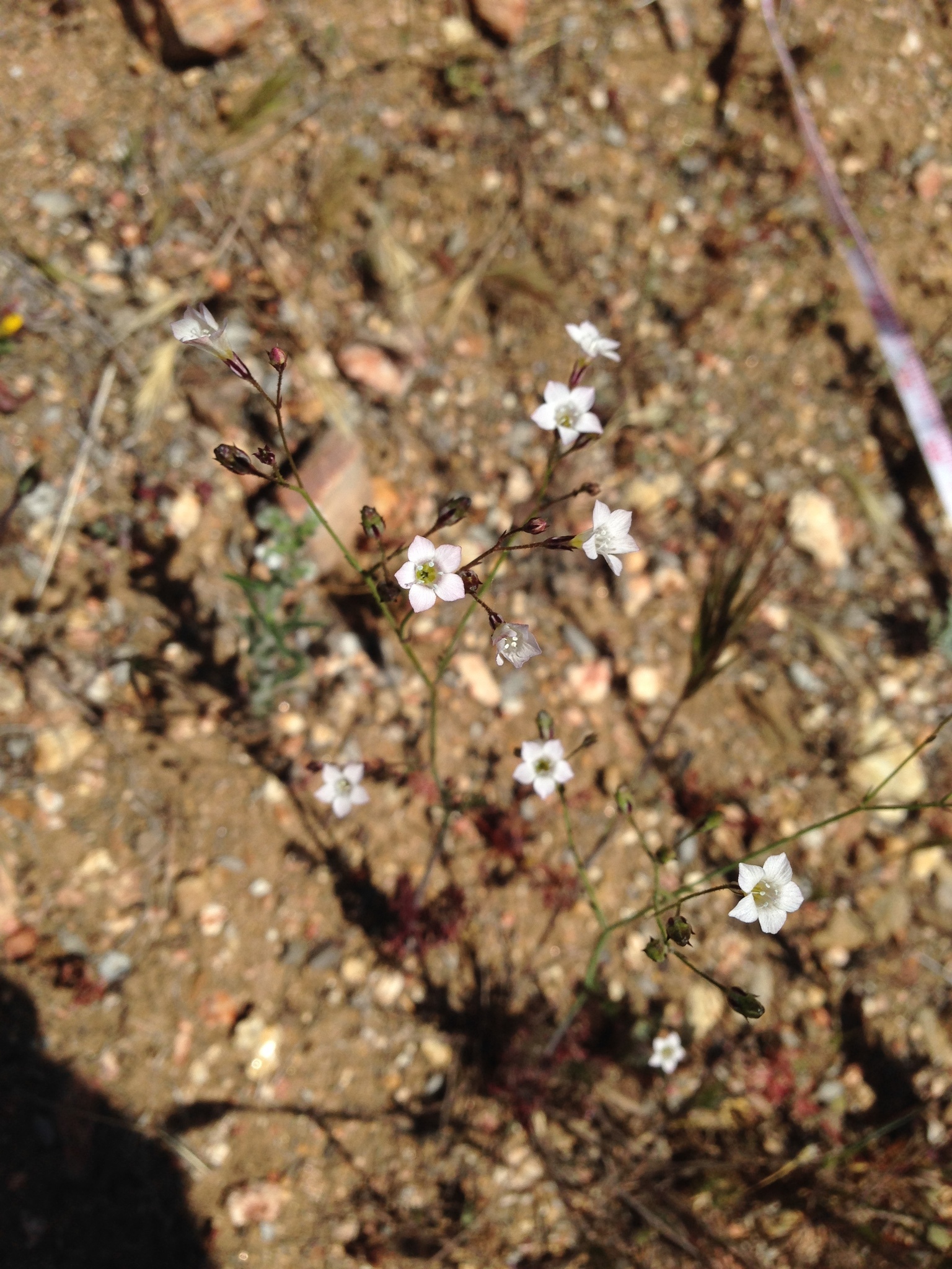 Saltugilia australis