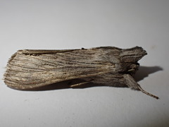 Cucullia chamomillae