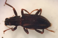 Stenelmis sinuata
