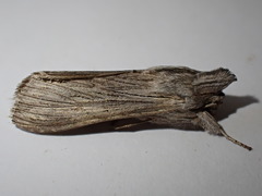 Cucullia chamomillae