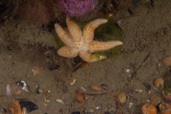 Allostichaster capensis