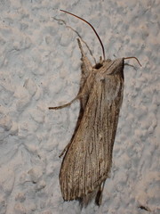 Cucullia chamomillae