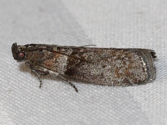 Sciota subfuscella