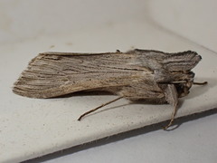 Cucullia chamomillae