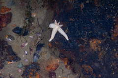 Allostichaster capensis