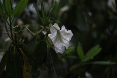 Rhododendron fortunei