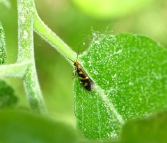 Micropterix schaefferi