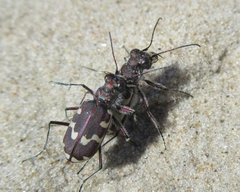Cicindela maritima