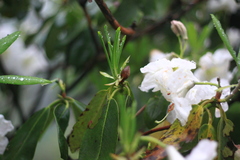 Rhododendron fortunei
