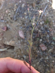 Saltugilia australis