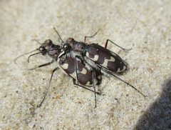 Cicindela maritima