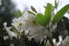 Rhododendron fortunei