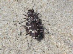 Cicindela maritima