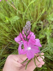 Sidalcea virgata
