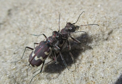 Cicindela maritima