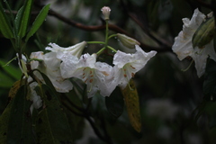 Rhododendron fortunei