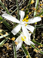 Leucocrinum montanum