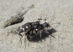 Cicindela maritima