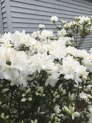 Rhododendron