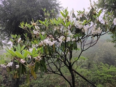 Rhododendron fortunei