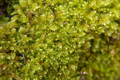 Brachytheciastrum velutinum