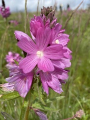 Sidalcea virgata