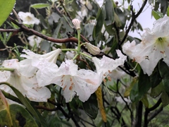 Rhododendron fortunei