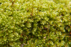 Brachytheciastrum velutinum
