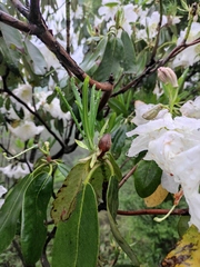 Rhododendron fortunei