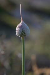 Allium polyanthum
