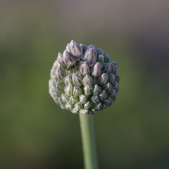 Allium polyanthum