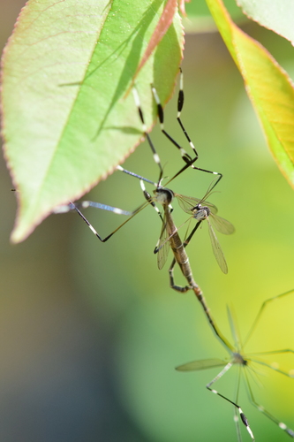Phantom crane fly