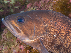 Acanthistius patachonicus