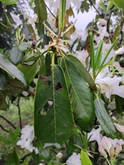 Rhododendron fortunei