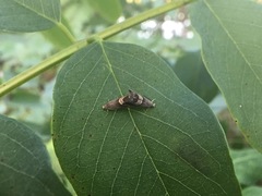 Grapholita delineana