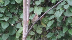 Troglodytes aedon