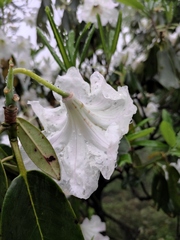 Rhododendron fortunei