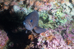 Acanthistius patachonicus