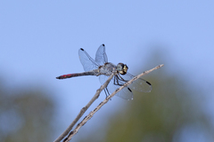 Notolibellula bicolor