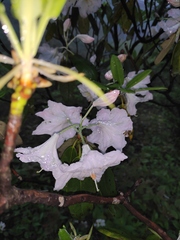 Rhododendron fortunei