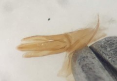 Stenelmis sinuata