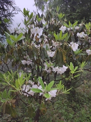 Rhododendron fortunei