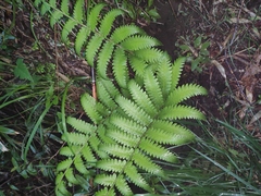 Pentarhizidium orientale
