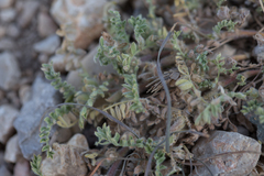 Astragalus sesameus