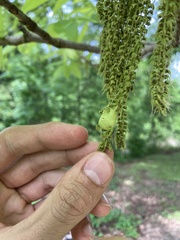 Phylloxera perniciosa