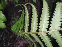 Pentarhizidium orientale