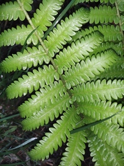 Pentarhizidium orientale