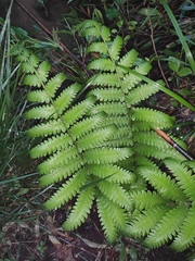 Pentarhizidium orientale
